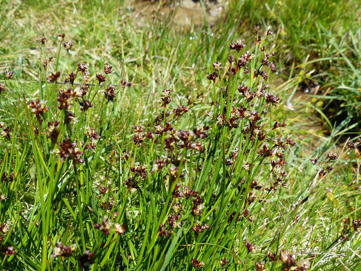 Juncus alpinoarticulatus subsp. alpinoarticulatus (Juncaceae)
